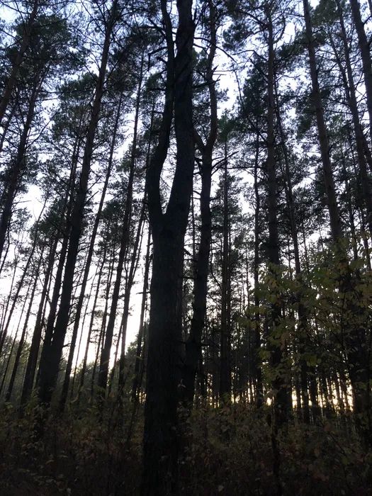 Продаж земельної ділянки. Київ. Київська область-3