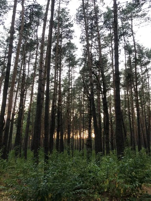 Продаж земельної ділянки. Київ. Київська область-5