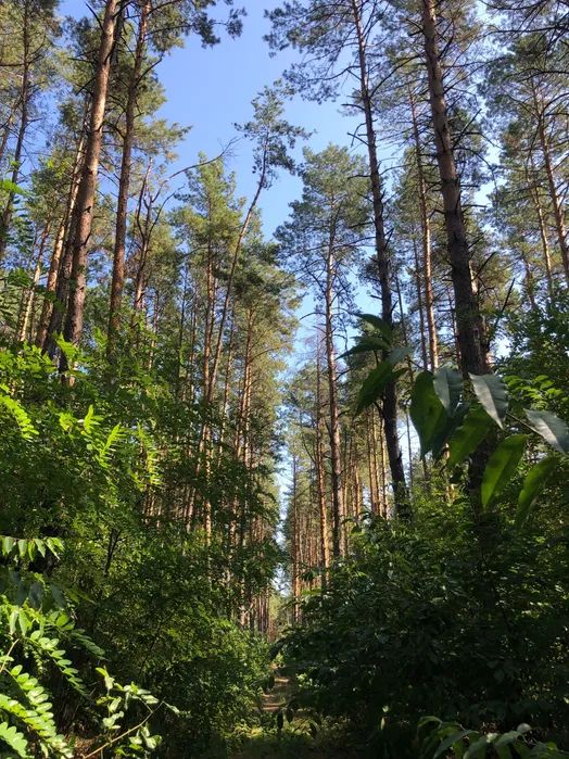 Продаж земельної ділянки. Київ. Київська область-6